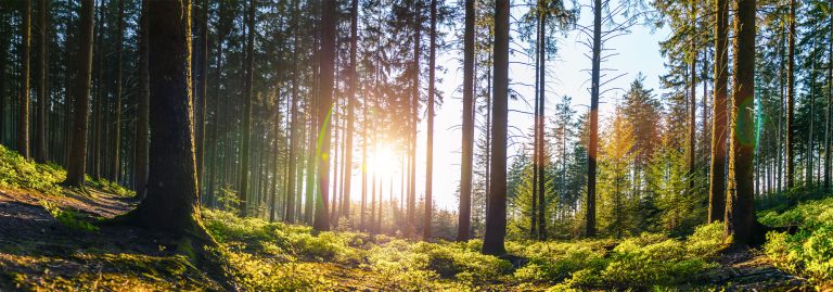 paisagem de floresta