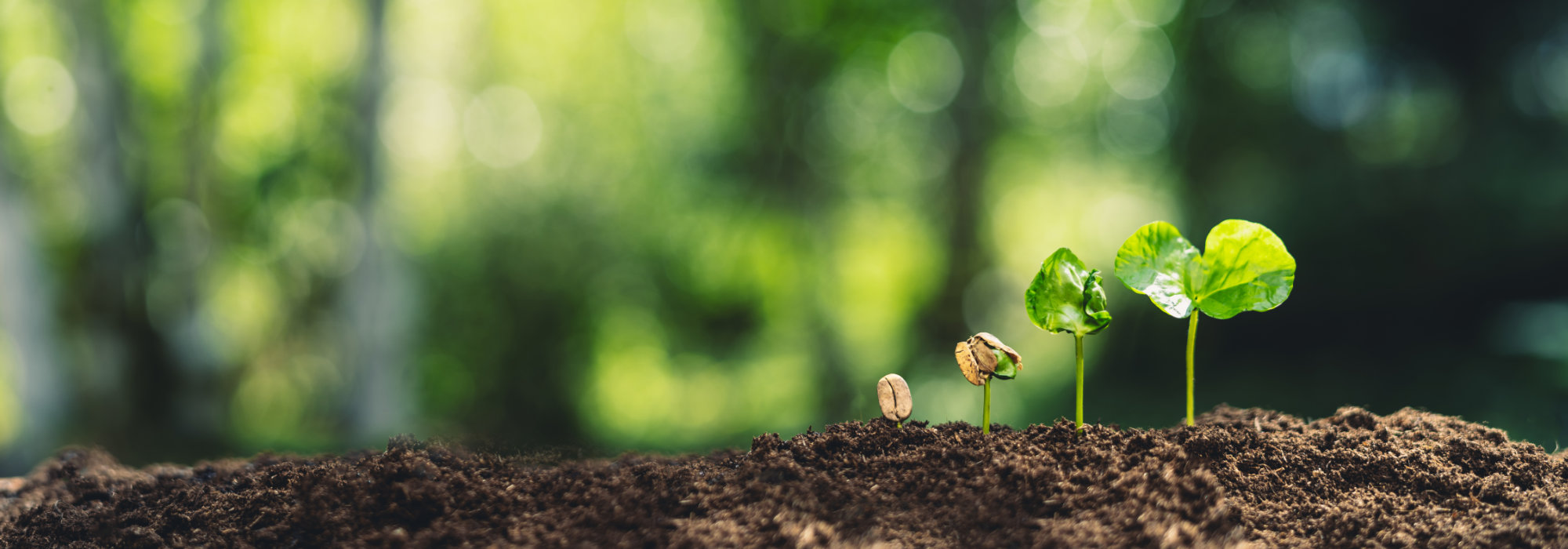 Growth Trees concept Coffee bean seedlings nature background Bea
